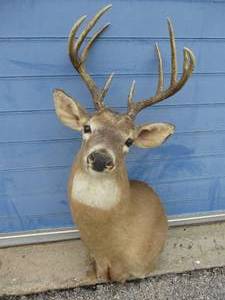 lot 3 image: 9-Point Buck Deer Head Wall Mounting