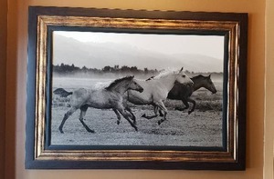 lot 173 image: Framed Black and White Horse Print - 45 x 33