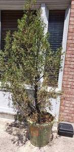 lot 194 image: Potted Tree (Damaged Pot) - Approximately 8 ft