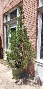 lot 195 image: Potted Tree - Approximately 8 ft