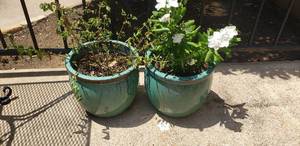 lot 196 image: Lot of 2 Potted Plants