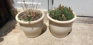 lot 197 image: Lot of 2 Potted Plants