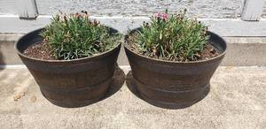lot 198 image: Lot of 2 Potted Plants