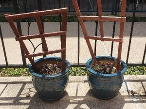 lot 199 image: Lot of 2 Potted Plants