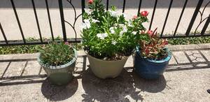 lot 200 image: Lot of 3 Potted Plants
