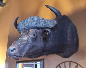 lot 1 image: Taxidermy Water Buffalo Shoulder Mount