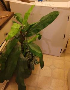 lot 192 image: PULL-UP CHRISTMAS TREE IN BOX PLUS ARTIFICIAL ACCENT PLANT.