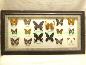 lot 91 image: Framed genuine exotic butterfly collection, approx. 18 x 32