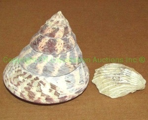 lot 229 image: Fossilized sea shell and Cone shell