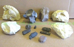 lot 202 image: Prehistoric dinosaur Fossils from the sulfur river texas