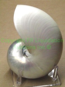 lot 276 image: Mother of pearl Nautilus shell on display stand