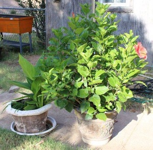 lot 195 image: 2 Large Planters Includes Tropical Hibiscus and Cana Plant