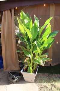 lot 196 image: 6 Foot Cana Plant  and 2 Empty Hanging Baskets