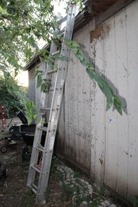 lot 305 image: Werner 20 Foot Ladder