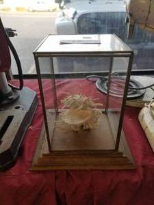 lot 15 image: Wood display case with Fancy shell on display