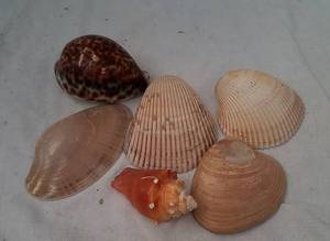 lot 167 image: Sea Shells