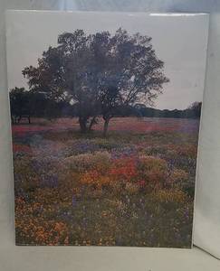 lot 291 image: Photo Print of Wildflowers