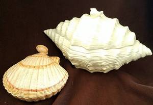 lot 309 image: Sea Shell Kitchenware