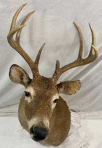 lot 4 image: 8pt Taxidermy Buck