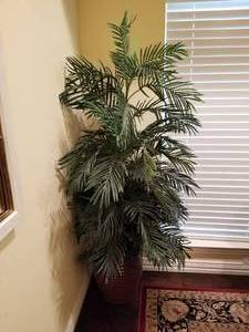 lot 121 image: Decorative Plant different location and pick up date - Arlington