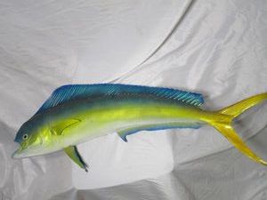 lot 212 image: MOUNTED FISH