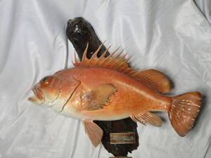 lot 236 image: MOUNTED FISH, PLAQUE READS, KEN DAVIS, VERMILION ROCKFISH (SEBASTES MINIATUS) JUNE, 1986 - 6 POUNDS, SEATTLE WASHINGTON