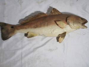 lot 187 image: MOUNTED FISH APPROX 23