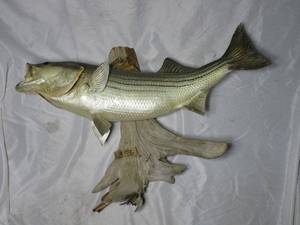lot 190 image: FISH MOUNTED ON WOOD, SMALL PLAQUE STATES, KEN DAVIS, STRIPED (STRIPER) BASS, (ROCCUS SAXATILUS), JUNE, 1985 - 20 POUNDS, LAKE TEXOMA, OKLAHOMA, APPROX 30