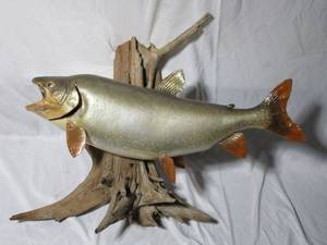 lot 286 image: MOUNTED FISH ATTACHED TO LOG