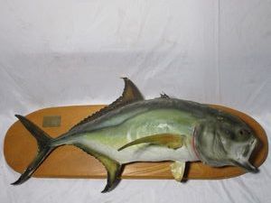 lot 295 image: MOUNTED FISH