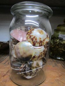 lot 244 image: GLASS JAR FILLED WITH LARGE SHELL BEADS