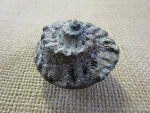 lot 262 image: AMMONITE FOSSIL