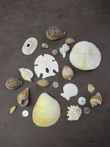 lot 261 image: SEASHELL LOT WITH UNIQUE SHELLS AND SAND DOLLARS