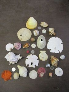 lot 264 image: LOT OF SEASHELLS AND SAND DOLLARS