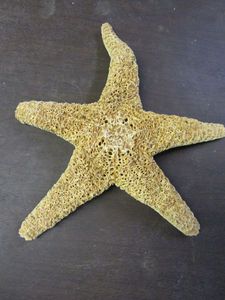 lot 332 image: LARGE NATURAL STAR FISH&nbsp