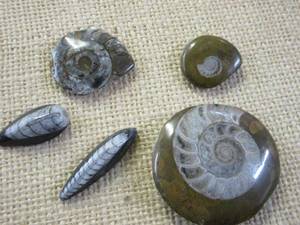 lot 339 image: POLISHED AMMONITE &amp ORTHOCERAS FOSSILS