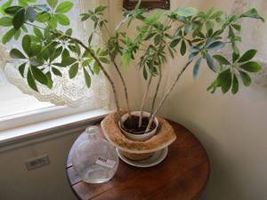 lot 81 image: LIVE PLANT AND GLASS VASE