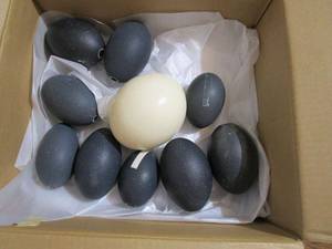 lot 266 image: 9 EMU EGGS AND 1 OSTRICH EGG, ALL WITH HOLE ON 1 SIDEAND HOLLOW