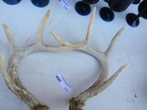lot 171 image: Set of antlers  4 spikes per