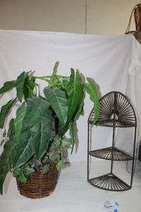 lot 246 image: Artificial Plant and Corner Shelf Unit