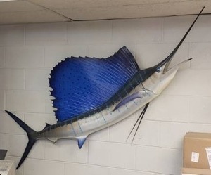 lot 8 image: Beautiful Mounted Taxidermy Sailfish