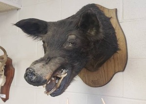 lot 10 image: Taxidermy Wild Boar