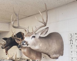 lot 12 image: Taxidermy Deer