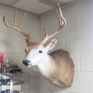 lot 14 image: Taxidermy Deer