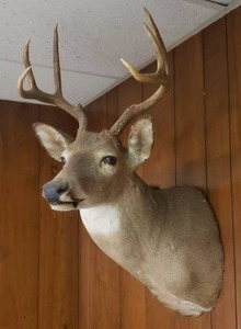 lot 16 image: Taxidermy Deer