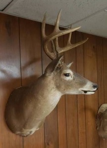 lot 17 image: Taxidermy Deer