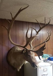lot 19 image: Taxidermy Caribou