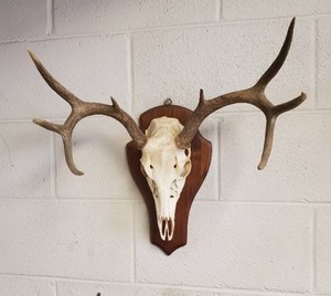 lot 9 image: European Mount Deer