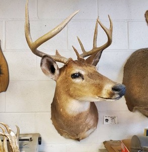 lot 11 image: Taxidermy Deer