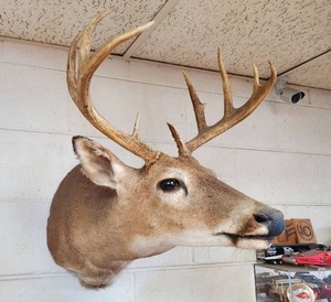 lot 13 image: Taxidermy Deer